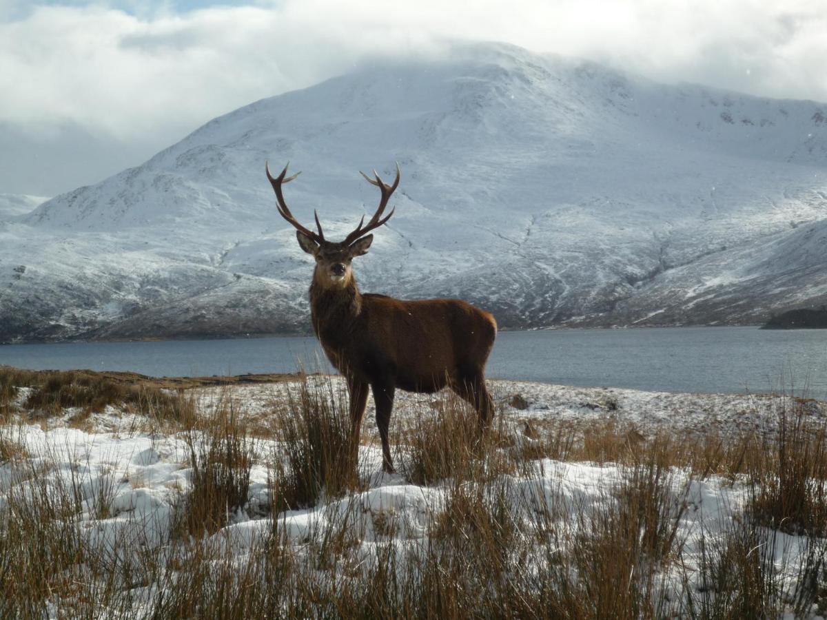 Caledonian Cabin Invergarry Eksteriør billede